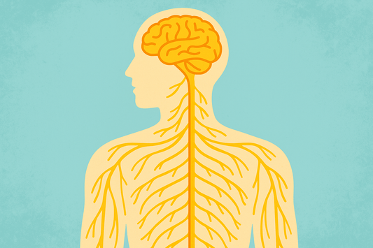 Supplements That May Support Nerve Health in MS